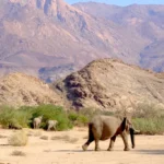 10 Tage Wildnis Namibias (Camping)
