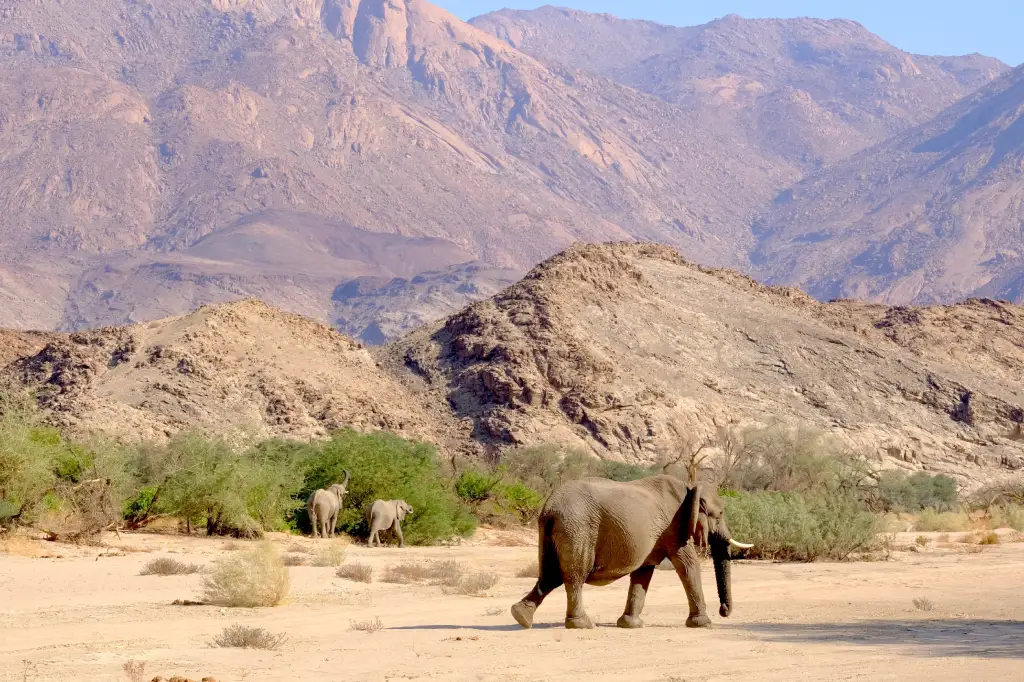 African Safari Tours & Holidays, Safari World Tours