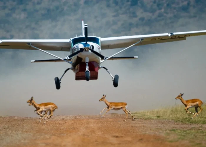 10 Days Wildlife and Sossusvlei Safari