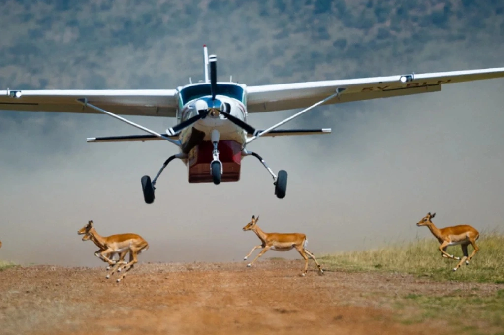 African Safari Tours & Holidays, Safari World Tours
