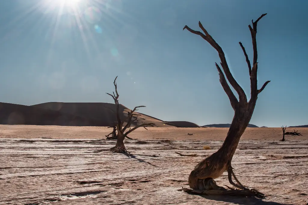 15 Days Self-Drive Northern Namibia, Botswana & Victoria Falls Round Safari (Lodging) New
