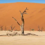 days trail safari in namibia botswana and vic falls lodging new fe