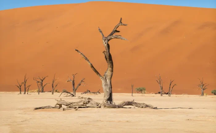 days trail safari in namibia botswana and vic falls lodging new fe