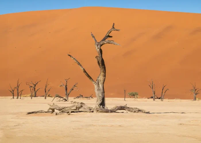 days trail safari in namibia botswana and vic falls lodging new fe