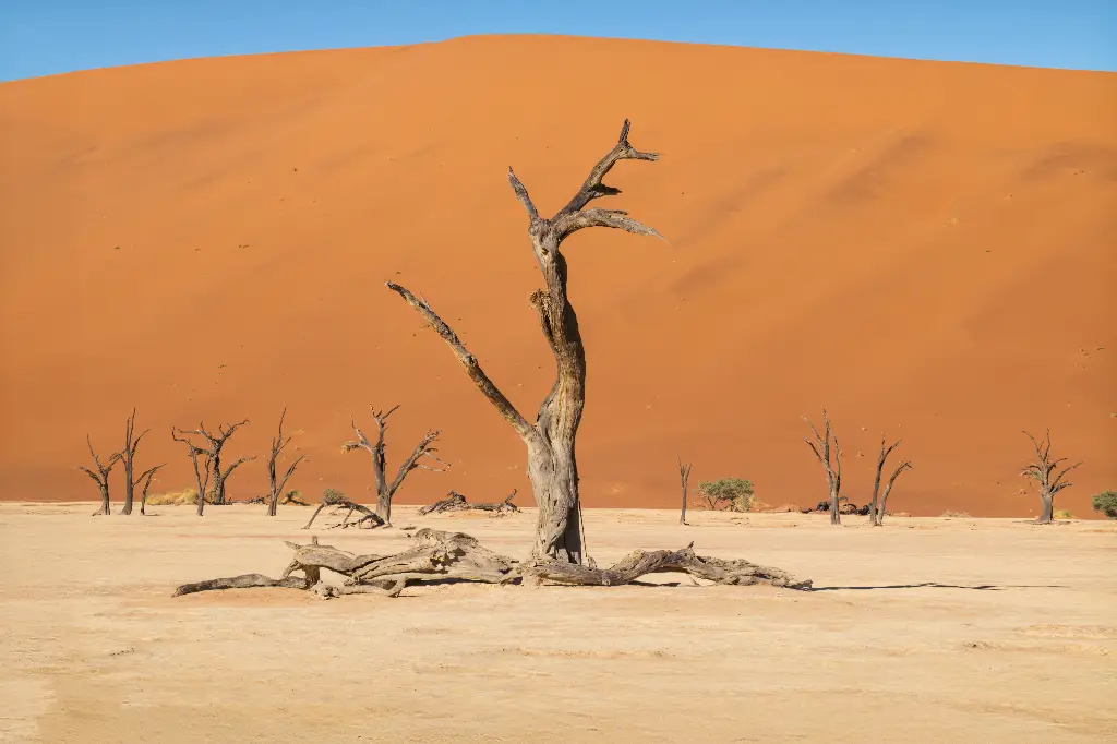 African Safari Tours & Holidays, Safari World Tours