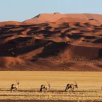 17 Days Namibia All-Rounder Safari Tour (Lodging)