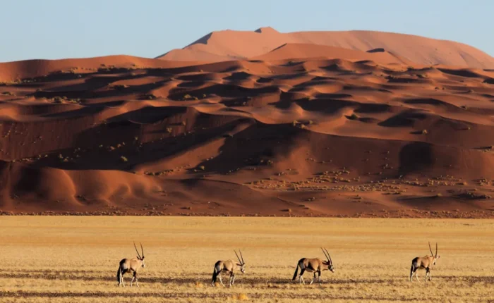 17 Days Namibia All-Rounder Safari Tour (Lodging)