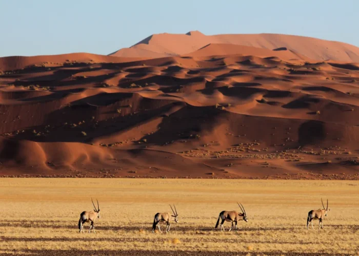 17 Tage Namibia Allrounder Safari Tour (mit Unterkunft)