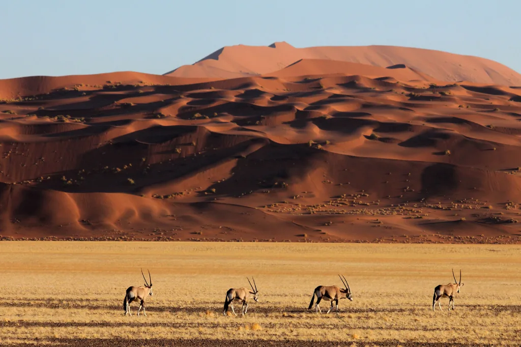 17 Days Namibia All-Rounder Safari Tour (Lodging)
