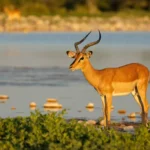 2 Days Etosha Wildlife Safari