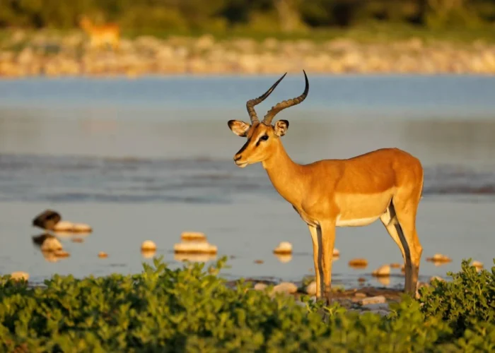 2 Days Etosha Wildlife Safari