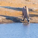 2 Days Etosha Wildlife Safari -Namibia (Camping)