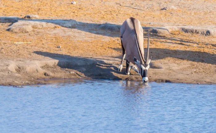 2 Days Etosha Wildlife Safari -Namibia (Camping)