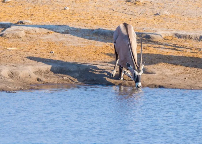 2 Days Etosha Wildlife Safari -Namibia (Camping)