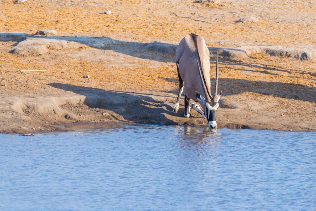 2 Days Etosha Wildlife Safari -Namibia (Camping)