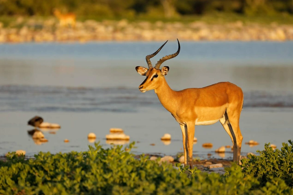 2 Days Etosha Wildlife Safari