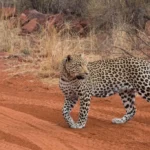 2 Days Okonjima Cheetah and Leopard Tour