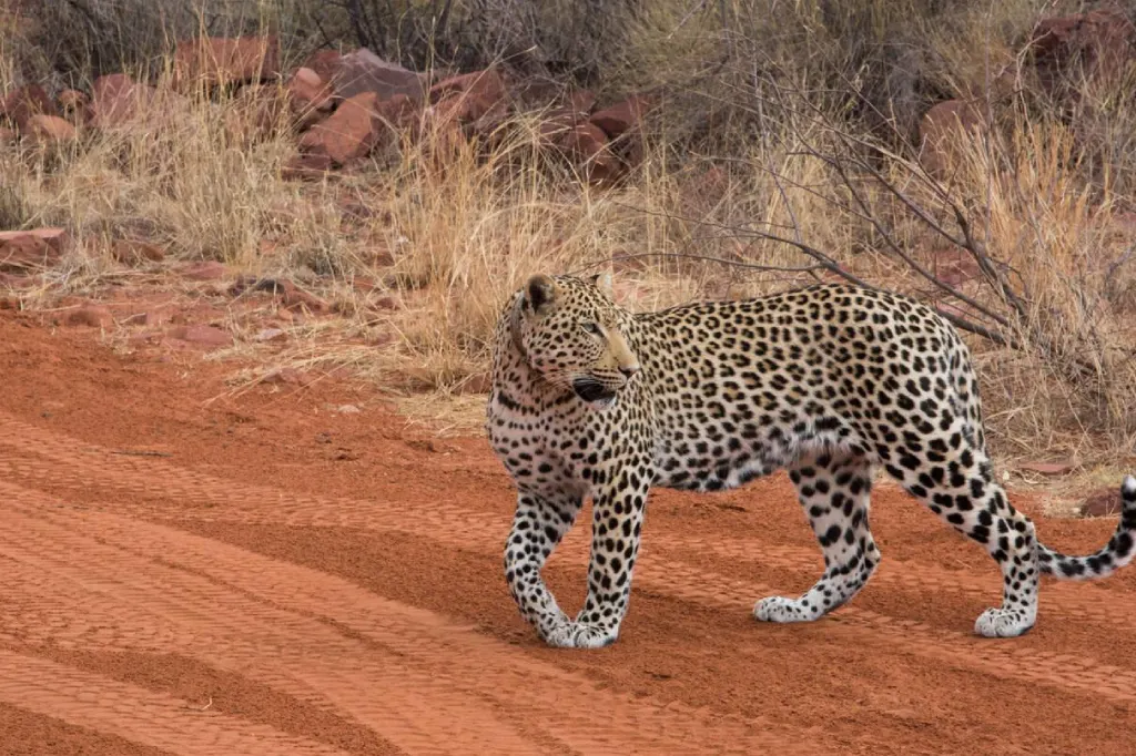 2 Days Okonjima Cheetah and Leopard Tour