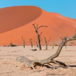 21 Days Namibia All-Rounder Safari Tour (Lodging)