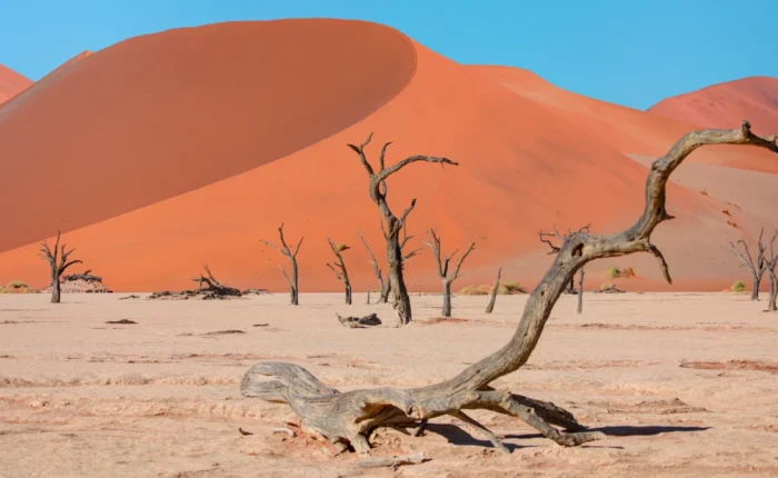 21 Days Namibia All-Rounder Safari Tour (Lodging)