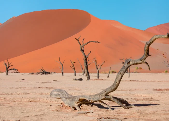 21 Days Namibia All-Rounder Safari Tour (Lodging)