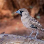 4 Days Birding & Wildlife Safari Tour