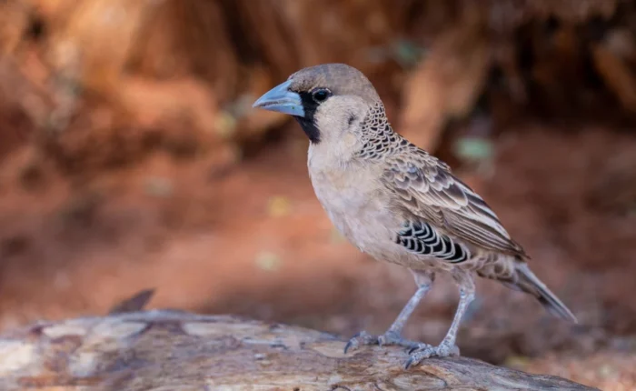4 Days Birding & Wildlife Safari Tour