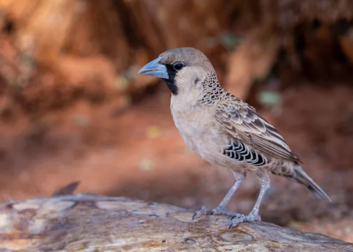 4 Days Birding & Wildlife Safari Tour