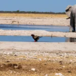 4 Days Etosha National Park & Swakopmund Tour
