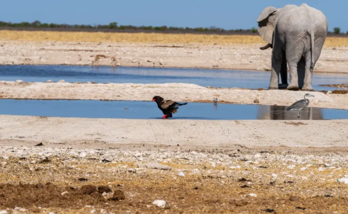 4 Days Etosha National Park & Swakopmund Tour