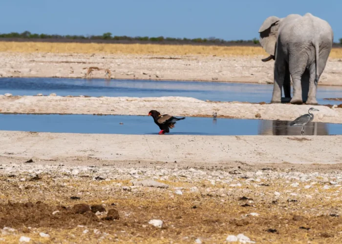 4 Days Etosha National Park & Swakopmund Tour