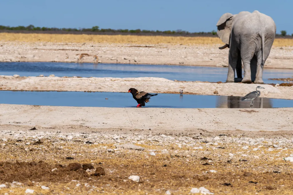 4 Days Etosha National Park & Swakopmund Tour