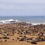 5 Days Swakopmund and Cape Cross Tour ( Lodging)