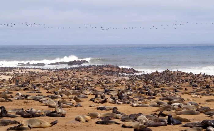 5 Days Swakopmund and Cape Cross Tour ( Lodging)