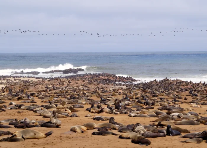5-tägige Swakopmund- und Cape Cross-Tour (mit Unterkunft)