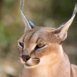 Caracal exp day tour feature img