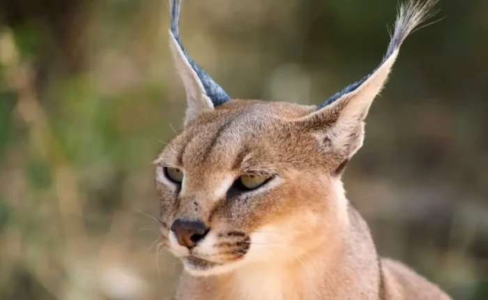 Caracal exp day tour feature img