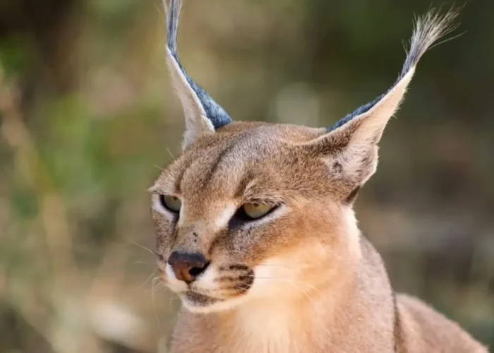 Caracal exp day tour feature img