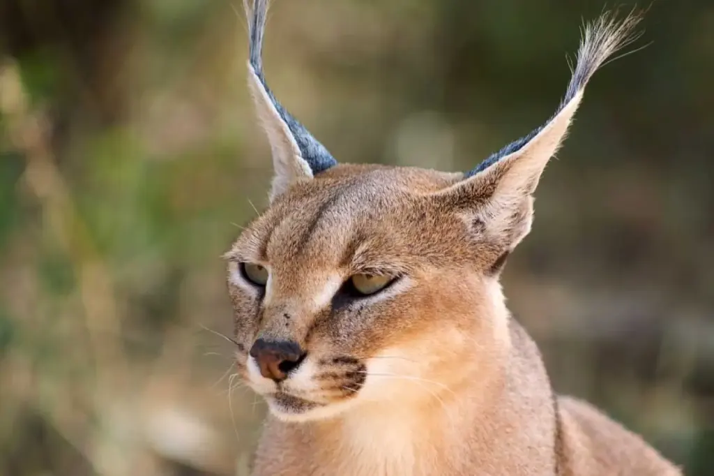 African Safari Tours & Holidays, Safari World Tours