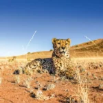 Cheetah exp day tour f img