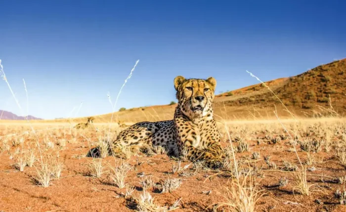 Cheetah exp day tour f img
