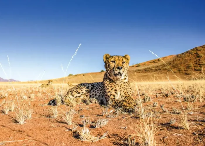 Cheetah exp day tour f img