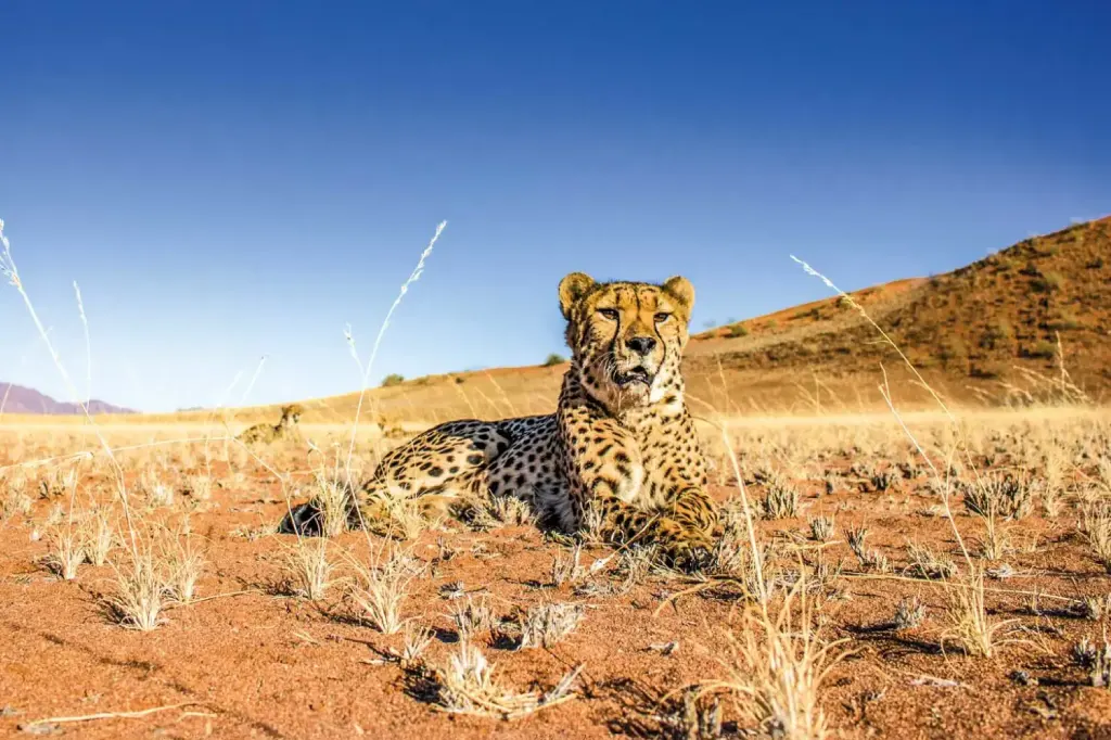 African Safari Tours & Holidays, Safari World Tours