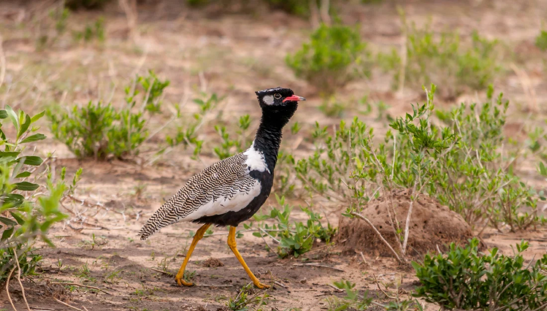 Birding Safari Namibia Birding Safari Namibia