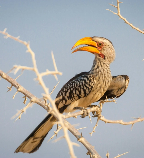 Birding Safari Namibia Birding Safari Namibia