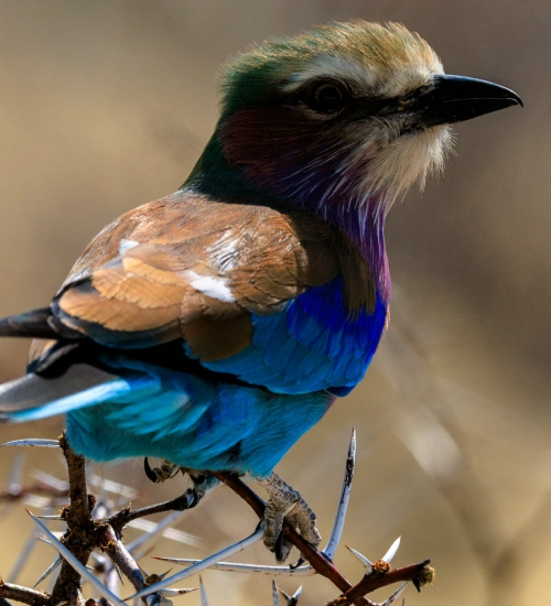 Birdwatching Tour Namibia Birdwatching Tour Namibia