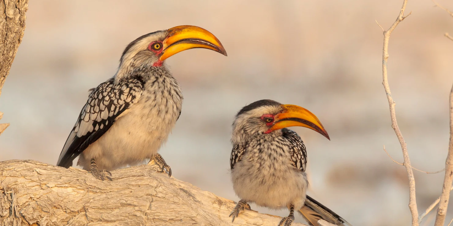Birdwatching in Namibia Birdwatching in Namibia