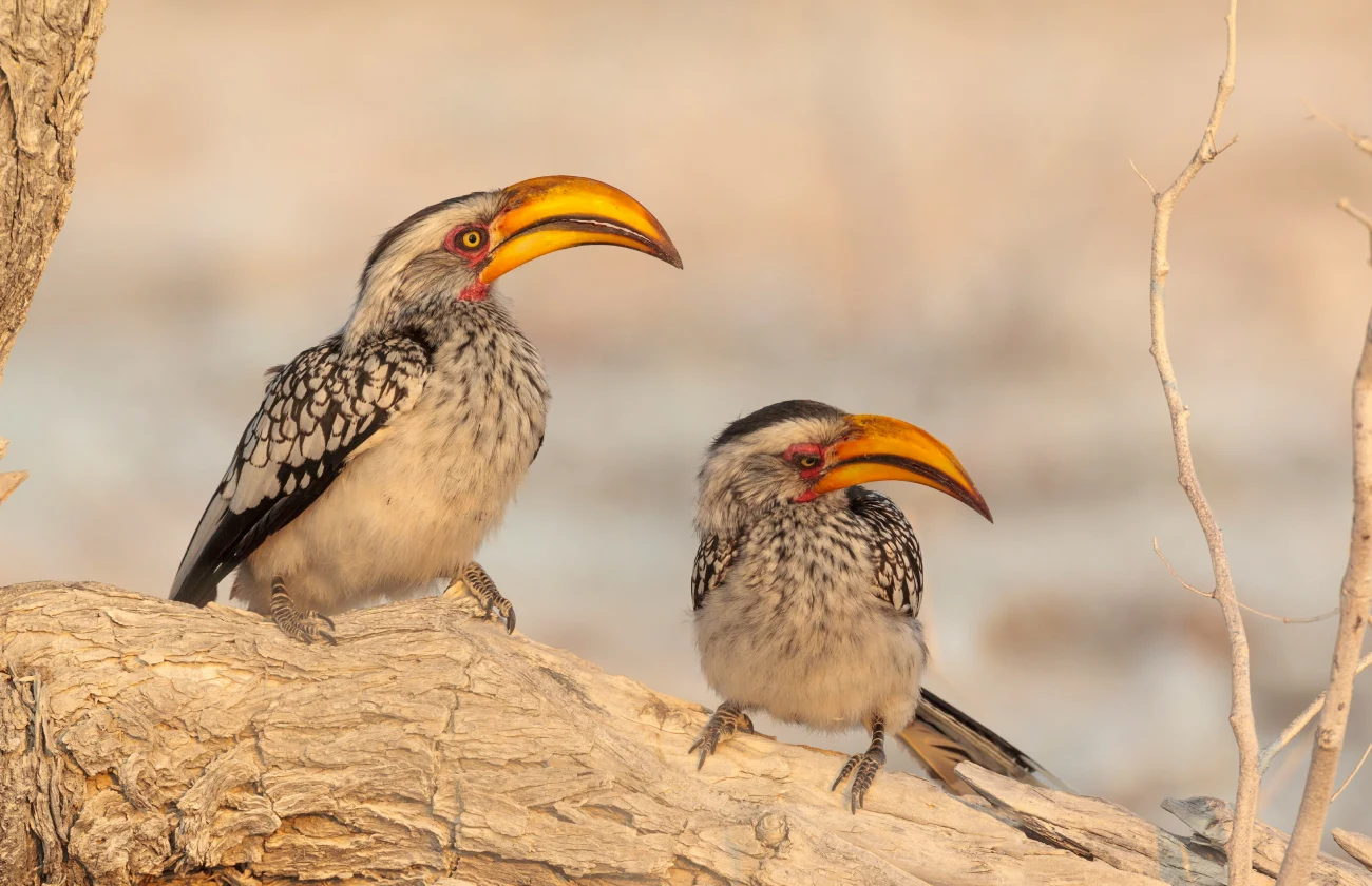 Birdwatching in Namibia