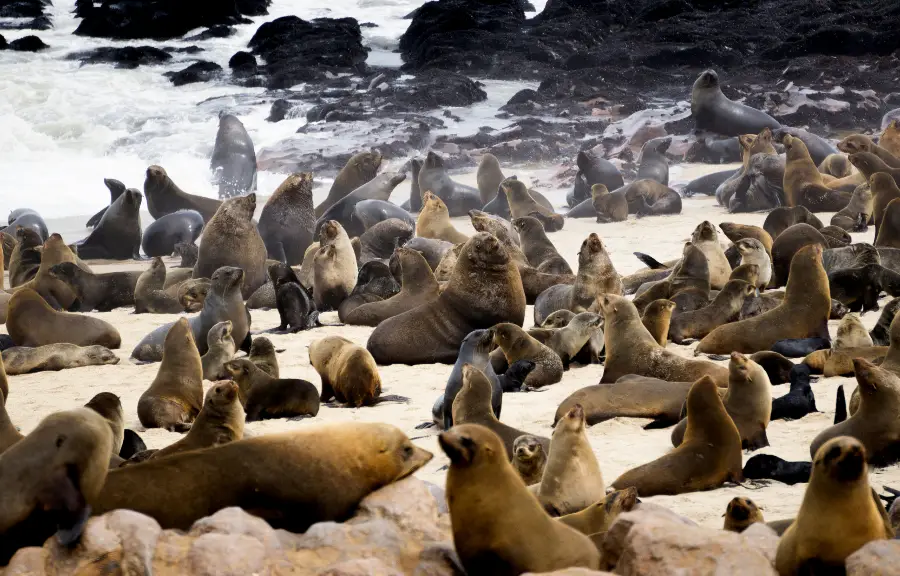 cape cross seal reserve new cape cross seal reserve new