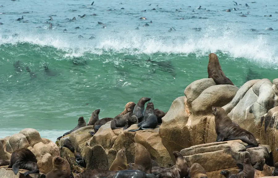 cape cross seal reserve new cape cross seal reserve new